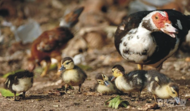 оплодени и проверени Яйца ПАТИЦА -Разплодни яйца за люпене от НЕМИ Патки порода Мускусна Турска, снимка 9 - Кокошки и пуйки - 54196551