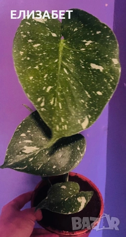 Monstera tai constilation 