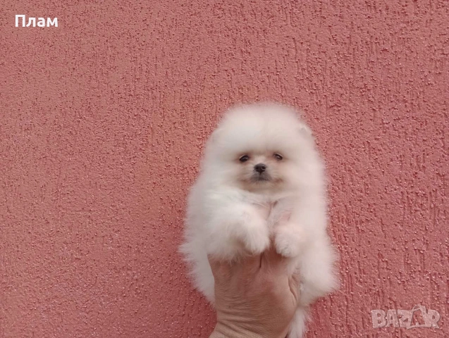 Померани. Богат избор на бели и кремави , снимка 4 - Померан - 54061340