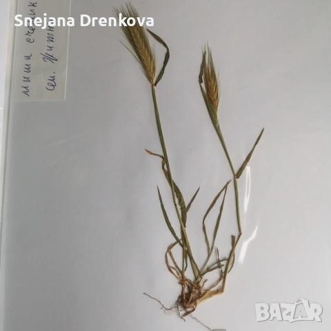 Систематичен хербарий, снимка 5 - Ученически пособия, канцеларски материали - 54219500