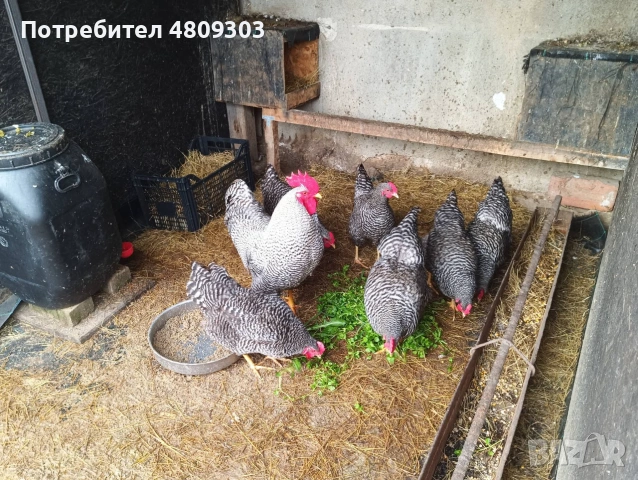 Селски кокошки ., снимка 9 - Кокошки и пуйки - 55176523