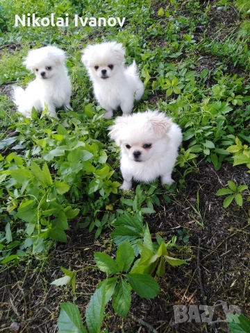Бели чистокръвни Пекинезчета , снимка 5 - Пекинез - 54061153