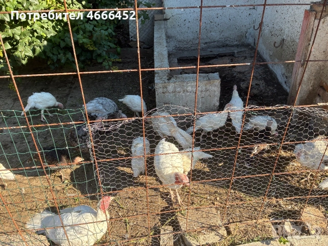 Продавам петлета различни породи и пуики , снимка 7 - Кокошки и пуйки - 55256135