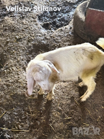Продавам ярета , снимка 4 - Кози - 54789270