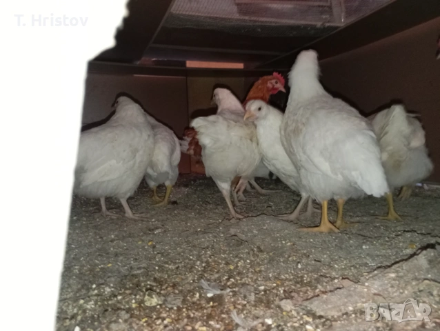 Пилета по поръчка, снимка 4 - Кокошки и пуйки - 54429538