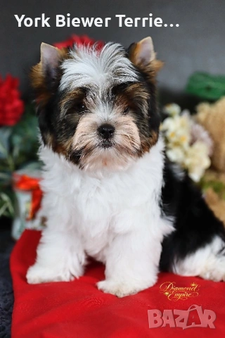 Йоркширски Териер, красавец с родословие, доставка до всеки град