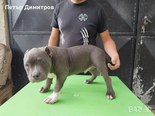 американско були покет , снимка 5 - Други - 55164796