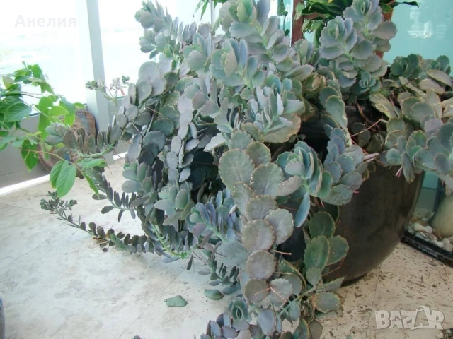 Каланхое Laxiflora със сивеещи листа