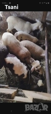 Продавам агнета за великден и Гергьовден.., снимка 4 - Овце - 54065271
