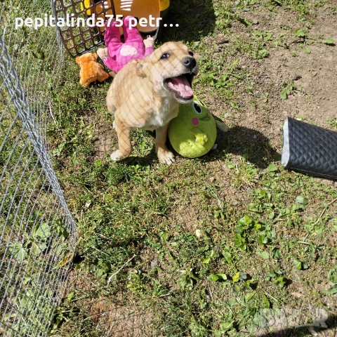  dog for adoption.Търсим осиновител на малко женско куче, снимка 5 - Други - 54573848