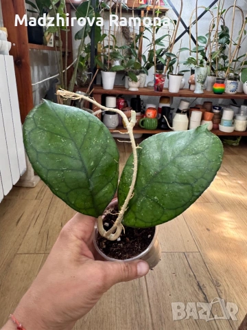 Hoya Хоя Svetlana , снимка 2 - Стайни растения - 54569646