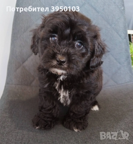 Shih poo/Mini poodle 