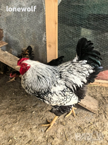 Сребърно кантиран виандот, снимка 2 - Кокошки и пуйки - 53761908