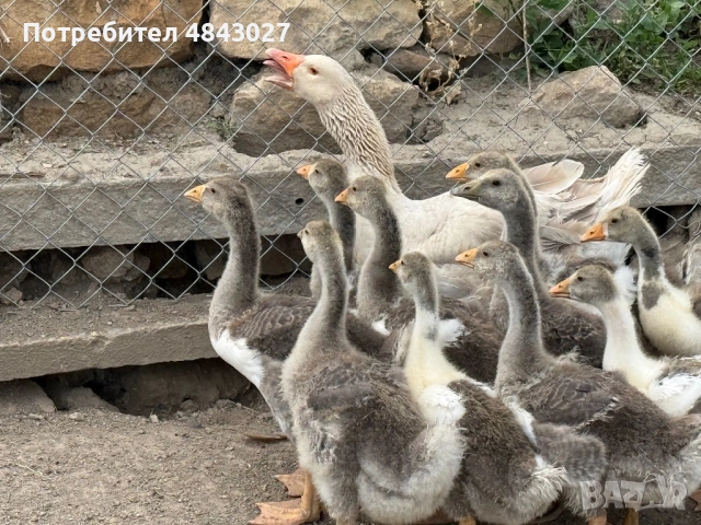Продавам домашни гъсета на 1 месец и женска гъска майка, снимка 2 - Патици и гъски - 54728196