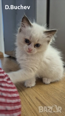 Ragdoll Cats / Регдол Котенца , снимка 13 - Други - 54549671
