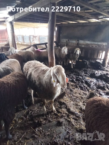 Продавам  Старозагорски овце, снимка 2 - Овце - 55212939