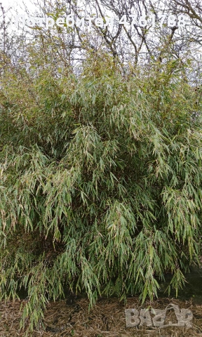 Студоустойчиви бамбуци Fargesia, Phyllostachys, Semiarundinaria, снимка 9 - Градински цветя и растения - 54077874