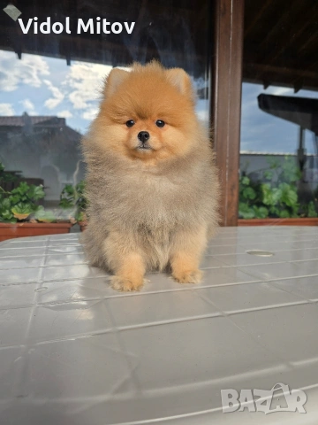 Мини Померан момче 