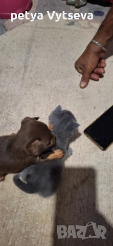 Продавам пинчер, снимка 2 - Пинчер - 54274551