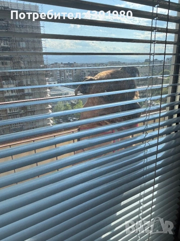 Питбул на 1 година , снимка 3 - Питбул - 54361021