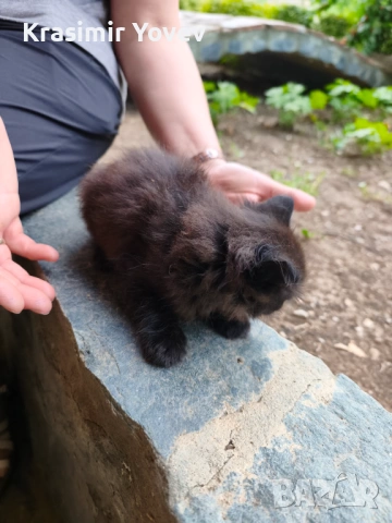 Коте женско, снимка 6 - Други - 54839155