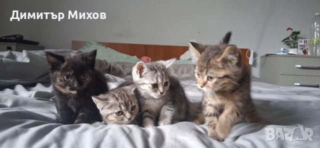 Британски Котки