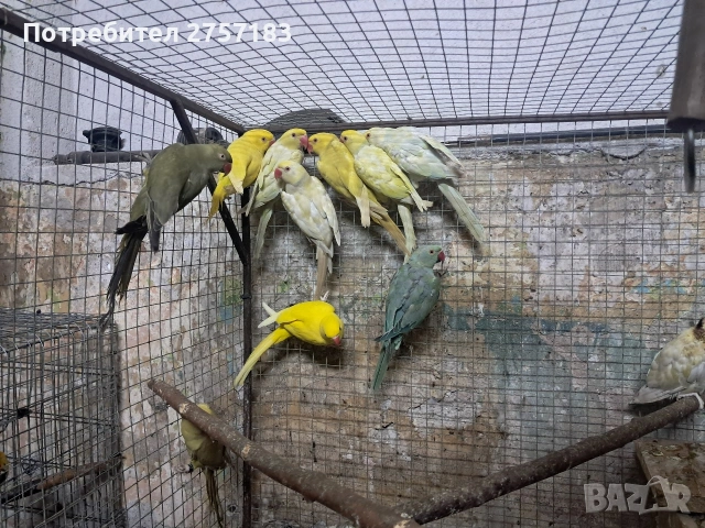 продавам папагали александри, снимка 4 - Папагали - 54648779
