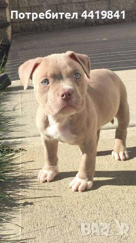 Бебе Pitbull Terrier , снимка 2 - Питбул - 55390883