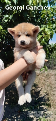 Продавам кученца акита ину 