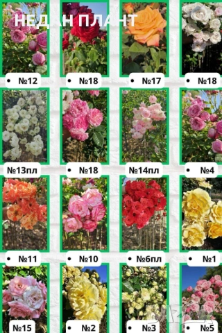 Щамбови рози