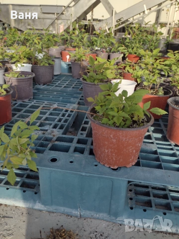 Къпини и малини, снимка 5 - Градински цветя и растения - 54222842