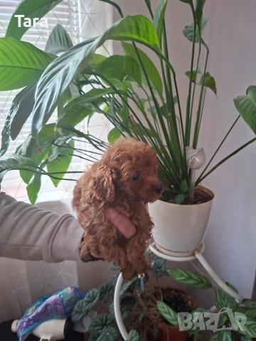 мъжки пудел той