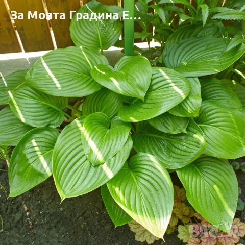 Хоста, снимка 6 - Градински цветя и растения - 54019920