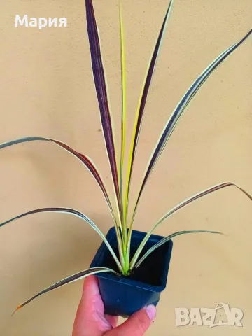 Кордилине неоново зелено/CORDYLINE ELECTRIC FLASH, снимка 6 - Градински цветя и растения - 55318871