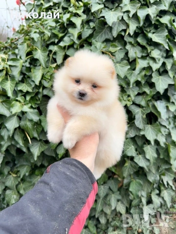 Померан мини момиче. Померанче, снимка 5 - Померан - 53971296