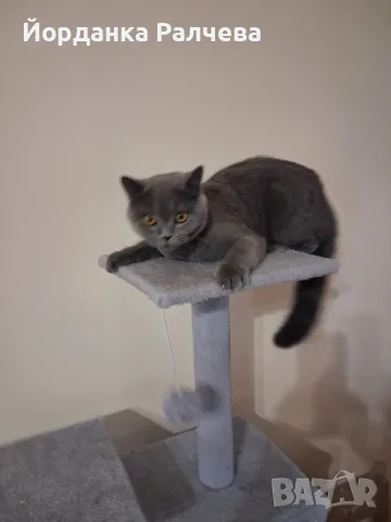 Британска женска котка, снимка 10 - Британска късокосместа - 55590061