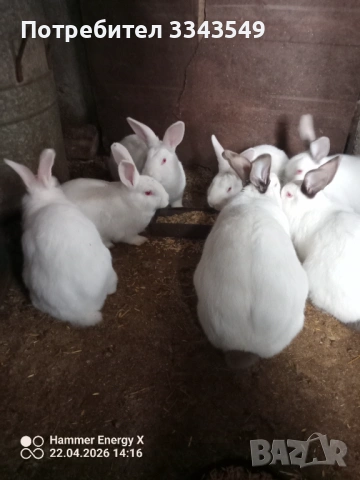 Малки зайчета на 2 месеца , снимка 4 - Други - 54278471