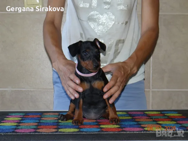Миниатюрен Пинчер / zwergpinscher, снимка 3 - Пинчер - 55357983