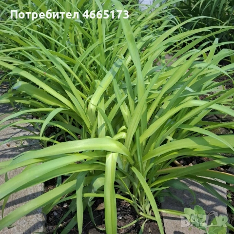 Хемерокалис , снимка 4 - Градински цветя и растения - 54530731