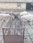 Продавам млади овце , снимка 7