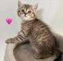 Британски и шотландски клепоухи котенца, снимка 5