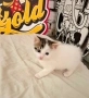 Подарява се малко котенце – спешно търси дом!, снимка 1