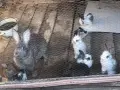 Продавам зайчета, снимка 2