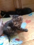 Кафяво тигрово женско коте на 50 дни - Перник, снимка 2
