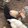 Разплодни яйца от Марани и Амераукани, снимка 5