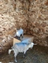 Продавам кози , снимка 2
