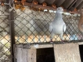 Ардезио пощи елит , снимка 1