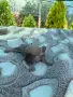 Френски булдочета, снимка 11