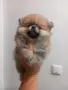 ПОМЕРАНЧЕТА СЛАДУРЧЕТА, снимка 4