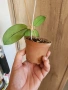Хоя sp.aff.Forbesii Round Leaves, снимка 3
